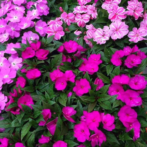 Ladies shoulder bag - Picture 1 of 1